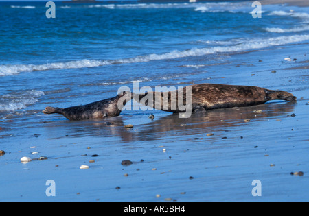 Kegelrobbe Mit Jungtier Halichoerus Grypus Grey Seal mit Grey Seal Pup mit Cub Robben Säugetiere Meeressäuger Stockfoto