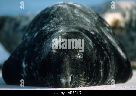 Kegelrobben Kegelrobben Maennchen männlichen Porträt Kopf geschossen Halychoerus Grypus Wattenmeer Nordsee Wattenmeer Stockfoto