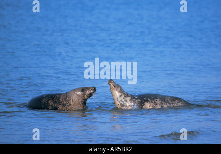 Kegelrobbe Mit Jungtier Halichoerus Grypus Grey Seal mit Grey Seal Pup mit Cub Robben Säugetiere Meeressäuger Stockfoto