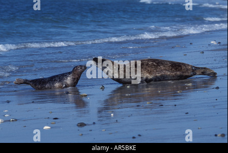 Kegelrobbe Mit Jungtier Halichoerus Grypus Grey Seal mit Grey Seal Pup mit Cub Robben Säugetiere Meeressäuger Stockfoto