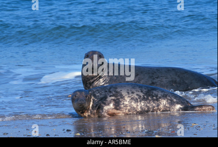 Kegelrobbe Mit Jungtier Halichoerus Grypus Grey Seal mit Grey Seal Pup mit Cub Robben Säugetiere Meeressäuger Stockfoto