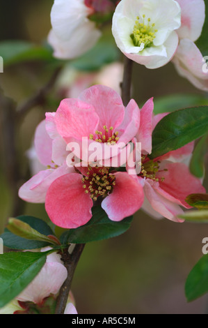 CHAENOMELES SPECIOSA MOERLOOSEI JAPANISCHE QUITTE Stockfoto