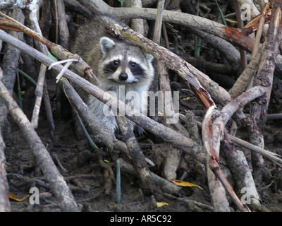 Waschbär in Mangroven Everglades Stockfoto