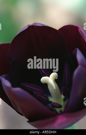 TULIPA-KÖNIGIN DER NACHT TULPE Stockfoto