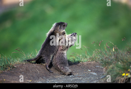 Alpine Murmeltier, Marmota Marmota, Alpenmurmeltier, Europa, Alpen, Österreich Stockfoto