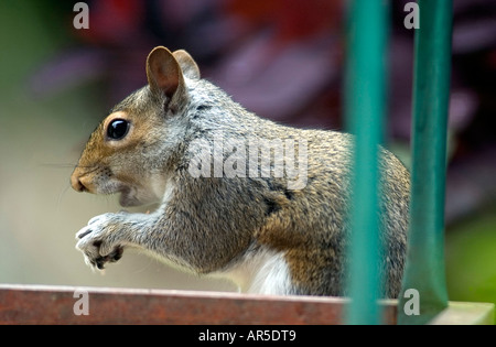 Ein Porträt der grauen Eichhörnchen gesehen das Essen hier einige Klemmkeile Stockfoto