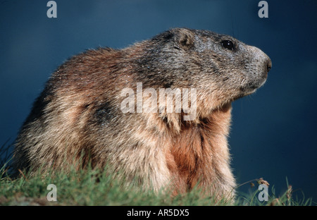 Europäischen alpinen Murmeltier, Marmota Marmota, Alpenmurmeltier, Europa, Alpen, Österreich, Salzburger Land Stockfoto