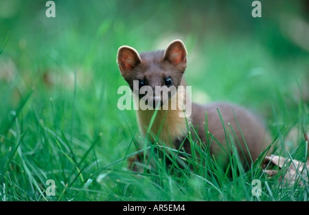 Baummarder Edelmarder, Baummarder, Martes Martes, Europa Stockfoto