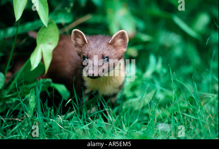 Baummarder Edelmarder, Baummarder, Martes Martes, Europa Stockfoto