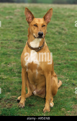 Ibizenkische Jagdhund - sitzen auf der Wiese Stockfoto