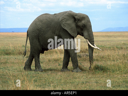 Afrikanischer Elefant / Loxodonta Africana Stockfoto