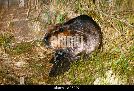 Europäischer Biber, Europäischer Biber Castor Fiber, Europa, Deutschland Stockfoto