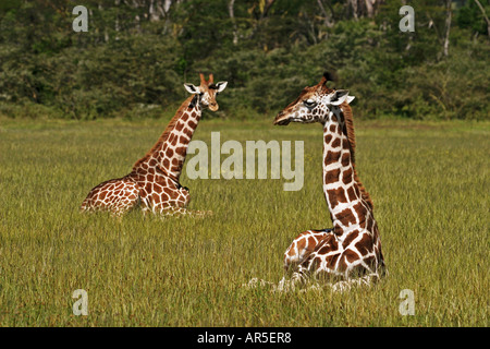 zwei junge Rothschild-Giraffen - auf der Wiese liegend / Giraffa Plancius Rothschildi Stockfoto
