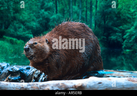 Biber Biber Castor Fiber Canadensis USA gefangen Stockfoto