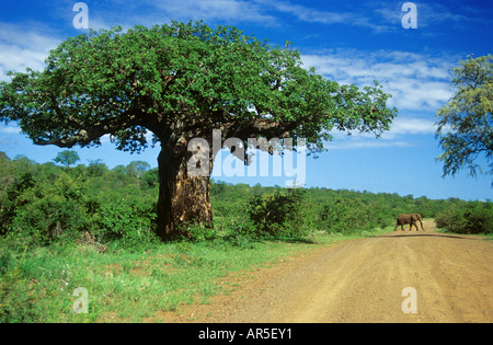 Afrikanischer Elefant - stehend / Loxodonta Africana Stockfoto