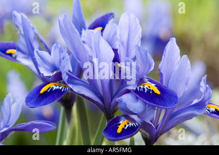 Nahaufnahme von Gruppe von Iris Reticulata Blumen Stockfoto