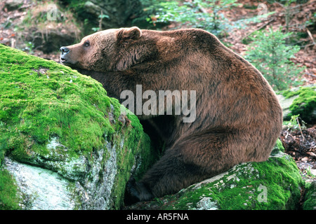 Europaeischer Braunbaer europäischer Braunbär Ursus Arctos adulter Tiere Saeugetiere Säugetiere Bären Bären Raubtiere Stockfoto