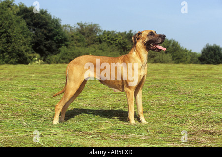 Deutsche Dogge - stehend auf Wiese Stockfoto