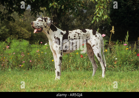 Deutsche Dogge - stehend auf Wiese Stockfoto