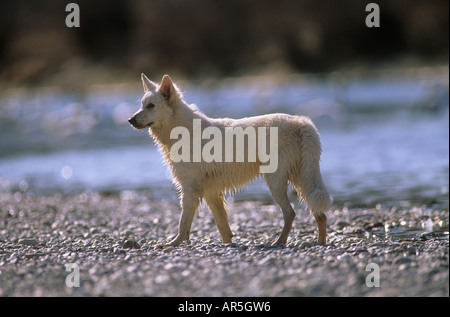 Weißer Schweizer Schäferhund - stehend Stockfoto