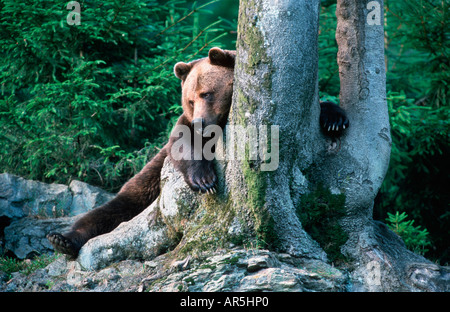 Europaeischer Braunbaer europäischer Braunbär Ursus arctos Stockfoto