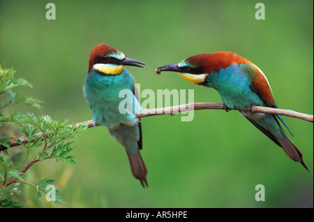 zwei europäische Bienenfresser auf Zweig / Merops Apiaster Stockfoto