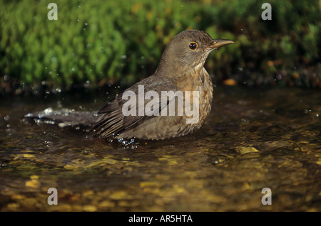 Blackbird - Baden / Turdus Merula Stockfoto