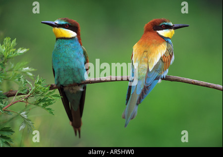 zwei europäische Bienenfresser auf Zweig / Merops Apiaster Stockfoto