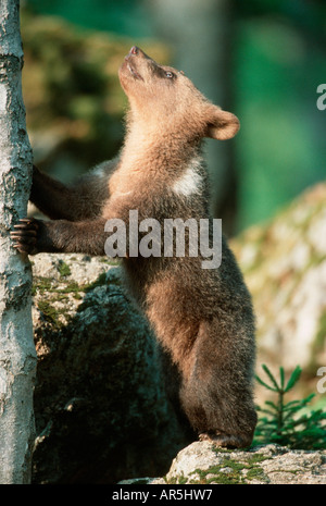 Europaeischer Braunbaer europäischer Braunbär Ursus arctos Stockfoto