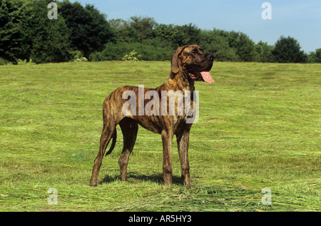 Deutsche Dogge - stehend auf Wiese Stockfoto