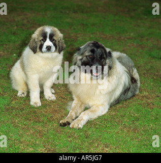 Kaukasischer Schäferhund. Erwachsener mit Welpen auf einem Rasen Stockfoto