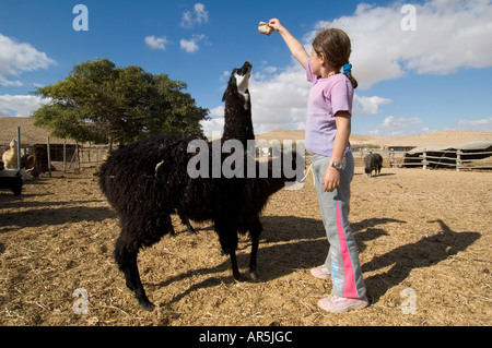 Junge Mädchen Fütterung Alpakas auf der Alpaka Farm in Mitzpe Ramon, Wüste Negev. Israel Stockfoto