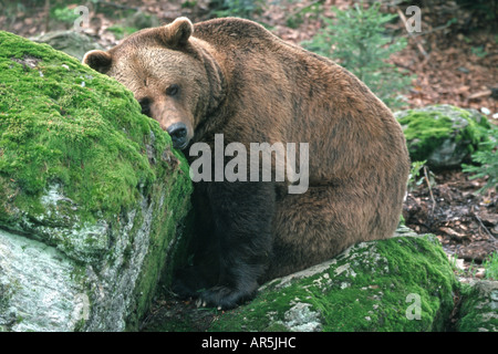 Europaeischer Braunbaer europäischer Braunbär Ursus Arctos adulter Tiere Saeugetiere Säugetiere Bären Bären Raubtiere Stockfoto