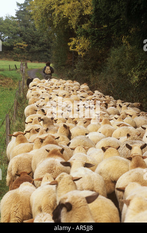 Hirt mit Schaf Stockfoto
