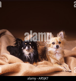 zwei Chihuahuas - liegend auf Decke Stockfoto
