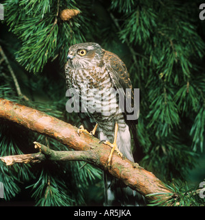 Sperber auf AST / Accipiter Nisus Stockfoto