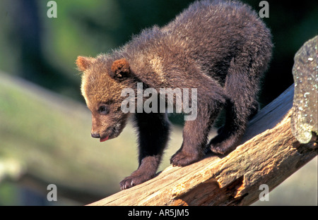 Europaeischer Braunbaer europäischer Braunbär Ursus arctos Stockfoto