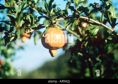 Granatapfel auf Baum Stockfoto