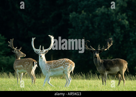 Damhirsche Im Bast Brache Hirsche mit Bastantler Dama Dama Deutschland Schleswig Holstein Norddeutschland Stockfoto