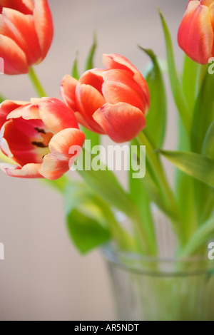 Rote und gelbe Tulpen in vase Stockfoto