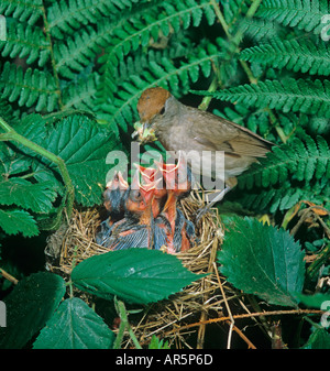 Blackcap Sylvia atricapilla Weibchen, das Junge im Nest füttert Stockfoto