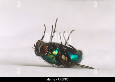 Toten grüne Flasche fliegen Dasyphora cyanella Stockfoto