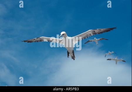 Gannet Sula Bassana Bass Rock Schottland Stockfoto