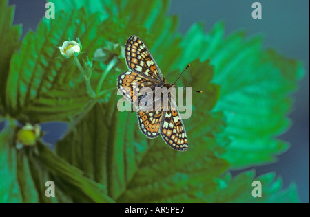 Marsh Fritillary Etikett aurinia Stockfoto