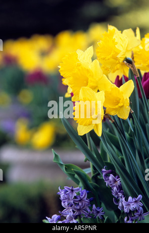 TÖPFE MIT NARZISSEN, TULPEN UND HYAZINTHEN TRAUBE VERLEIHEN FRÜHLINGS-FARBE MINNESOTA ZUHAUSE. MAI. Stockfoto