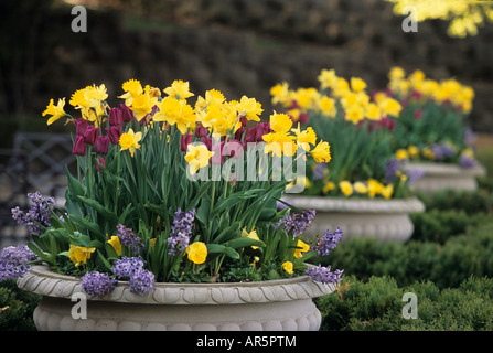 TÖPFE MIT NARZISSEN, TULPEN, STIEFMÜTTERCHEN UND TRAUBEN-HYAZINTHEN VERLEIHEN FRÜHLINGS-FARBE MINNESOTA ZUHAUSE. MAI. Stockfoto