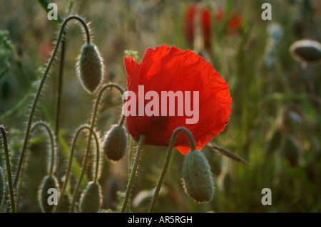 Mohn in der frühen Morgensonne Stockfoto