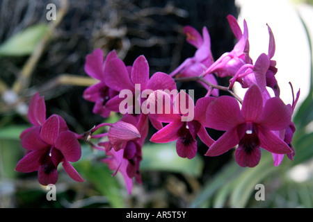 Magenta pink Orchid, Bali Stockfoto