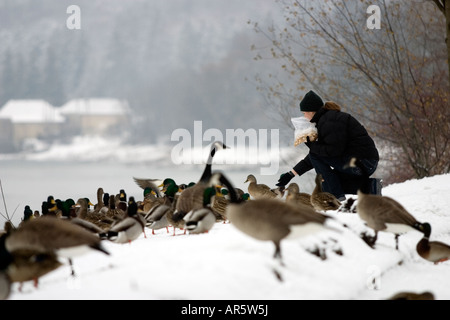 Ein Alleintäter ernährt Enten und Kanadische Gänse an einem milden Wintertag am Ufer der Themse in London, Ontario, Kanada. Stockfoto