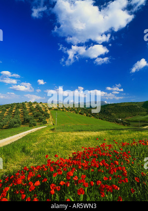 Mohnfelder und Olivenbäumen, in der Nähe von Alhama de Granada, Provinz Granada, Andalusien, Spanien Stockfoto